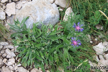 Centaurea triumfettii