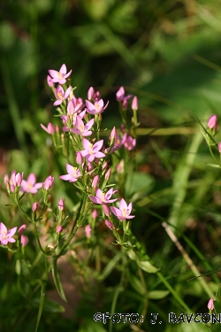 Centaurium erythraea