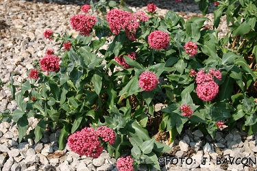 Centranthus ruber