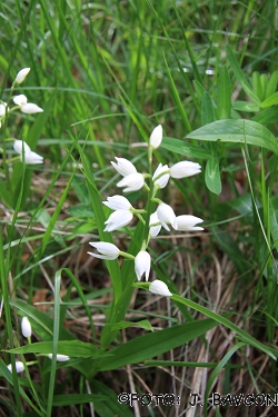 Cephalanthera longifolia