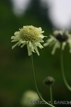 Cephalaria gigantea