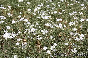 Cerastium arvense