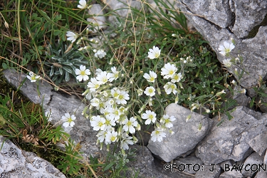 Cerastium strictum