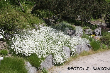 Cerastium tomentosum