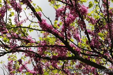 Cercis siliquastrum