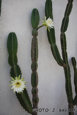 Cereus peruvianus 