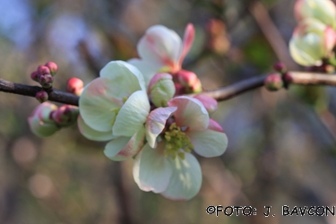 Chaenomeles speciosa