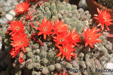 Chamaecereus silvestrii