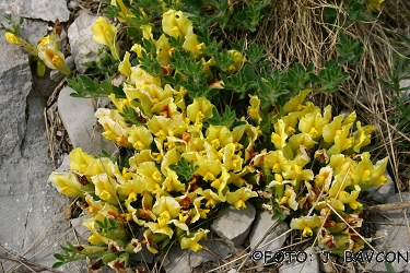 Chamaecytisus hirsutus