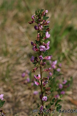 Chamaecytisus purpureus