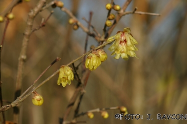 Chimonanthus praecox