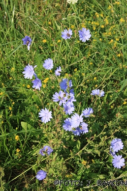 Cichorium intybus