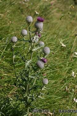 Cirsium eriophorum