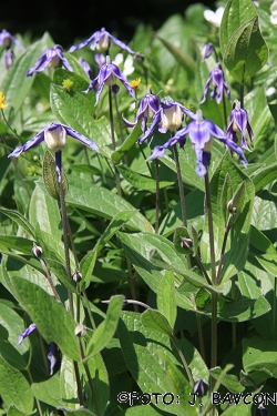 Clematis heracleifolia