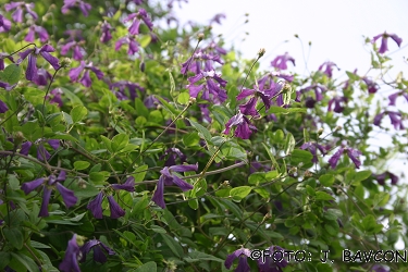 Clematis viticella