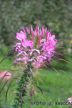 Cleome spinosa