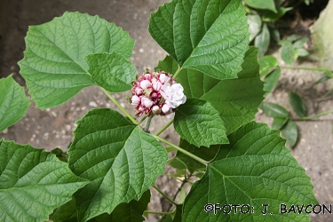 Clerodendrum philippinum