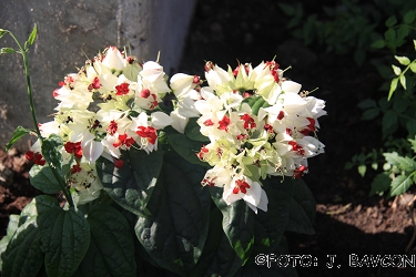 Clerodendrum thomsoniae