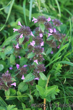 Clinopodium vulgare