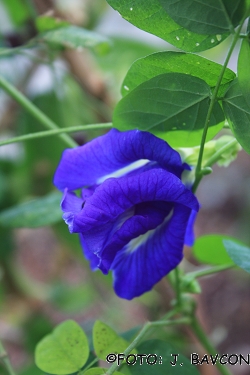 Clitoria ternatea