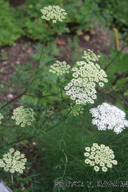 Cnidium silaifolium