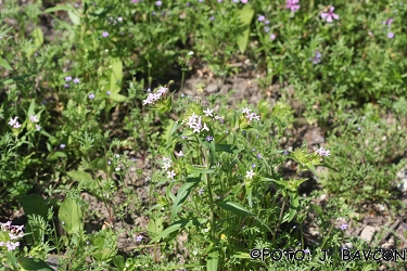 Collomia linearis