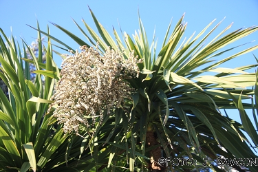 Cordyline australis