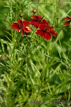 Coreopsis atrosanguinea