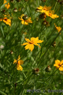 Coreopsis grandiflora