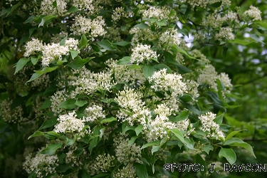 Cornus alba