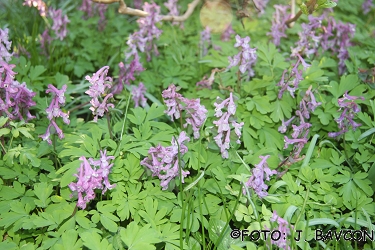 Corydalis cava