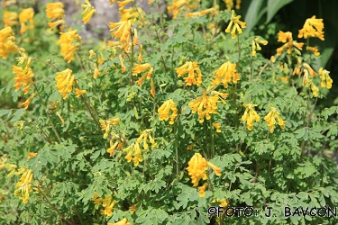 Corydalis lutea