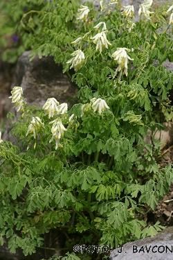 Corydalis ochroleuca