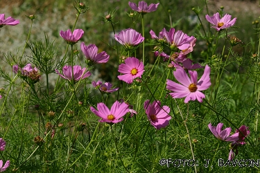 Cosmos bipinnatus