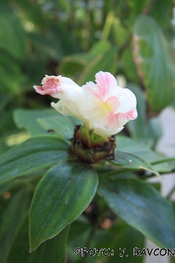 Costus guanaiensis