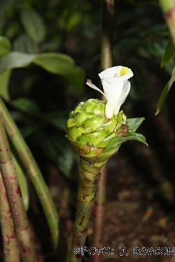 Costus speciosus