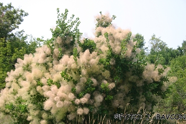 Cotinus coggygria