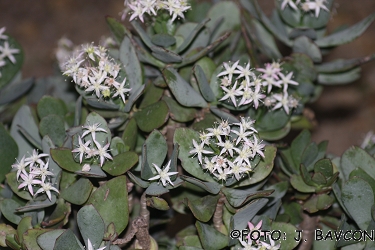 Crassula arborescens