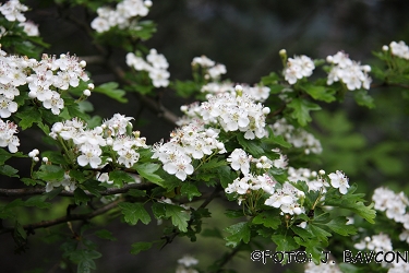 Crataegus monogyna