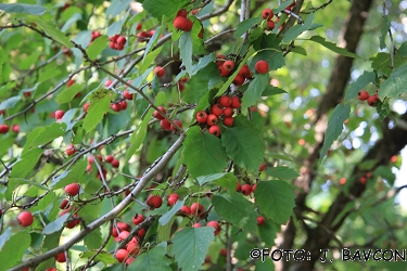 Crataegus pedicellata            