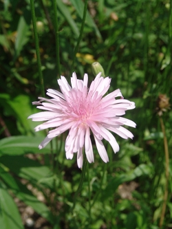 Crepis rubra