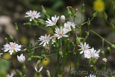 Crepis slovenica