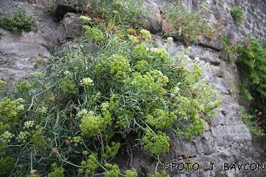 Crithmum maritimum