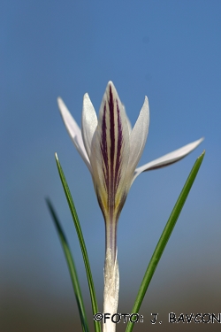 Crocus reticulatus