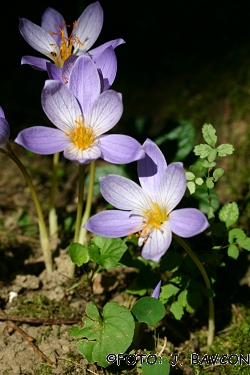 Crocus speciosus