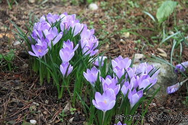 Crocus tommasinianus