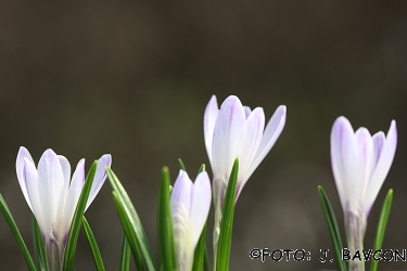 Crocus vernus subsp. albiflorus