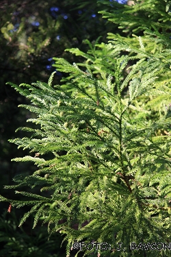 Cryptomeria japonica