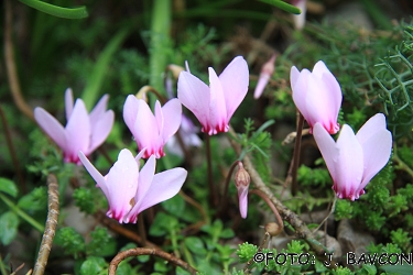 Cyclamen hederifolium