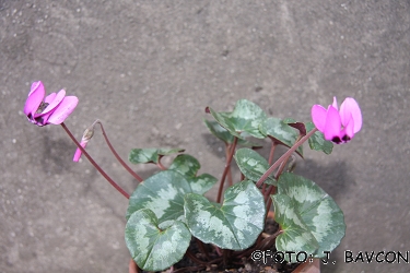 Cyclamen mirabile